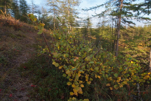 Downy Birch