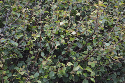 Downy Birch