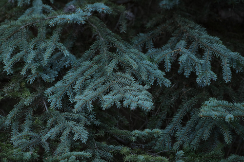 blue spruce