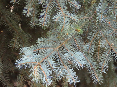 blue spruce
