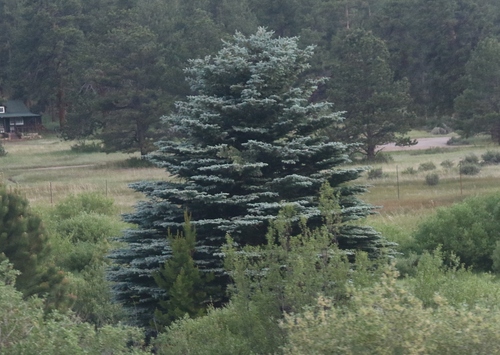 blue spruce
