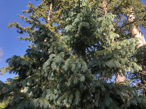 blue spruce