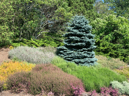 blue spruce