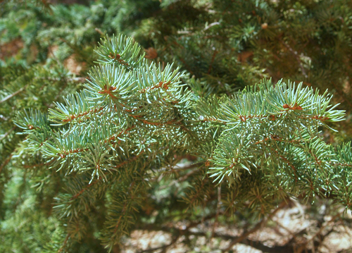 blue spruce