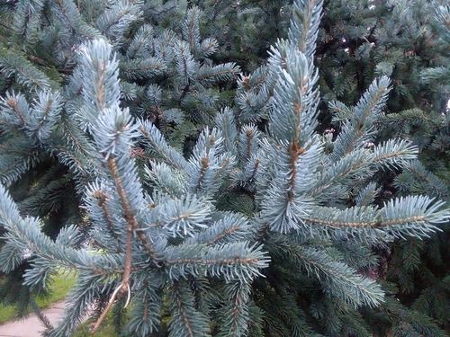 blue spruce