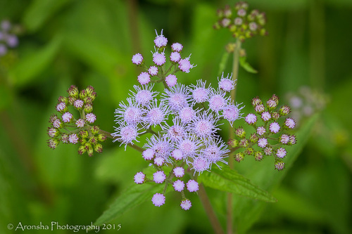 blue mistflower