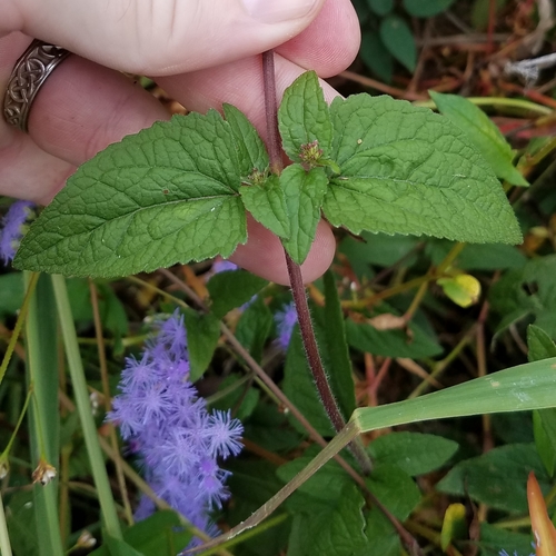 blue mistflower