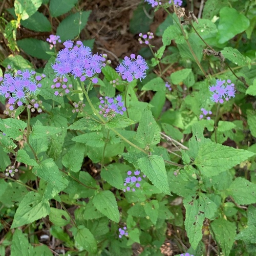 blue mistflower