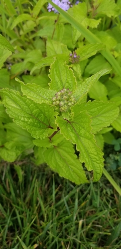 blue mistflower