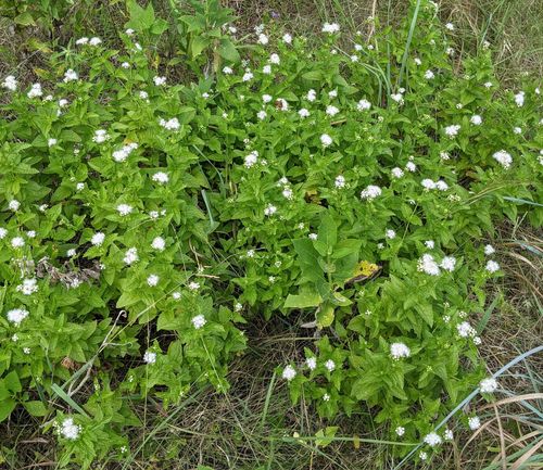 blue mistflower