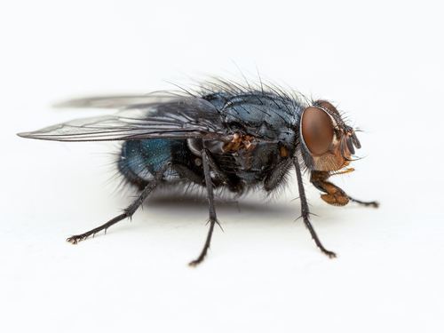 Blue Blowfly