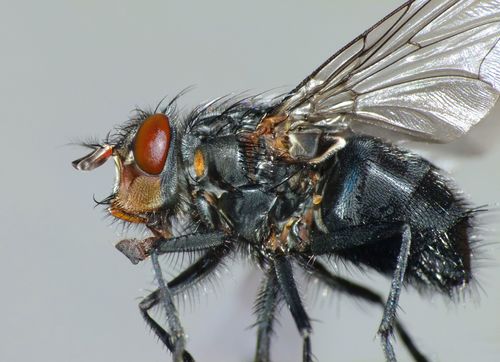 Blue Blowfly