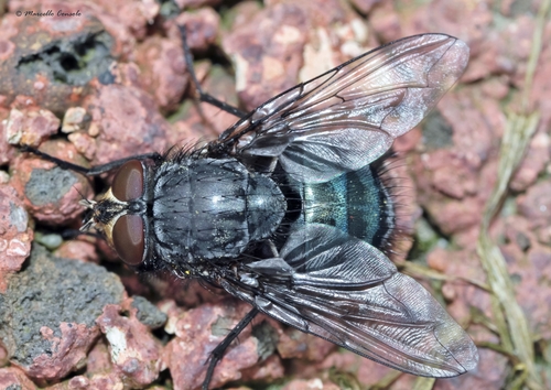 Blue Blowfly