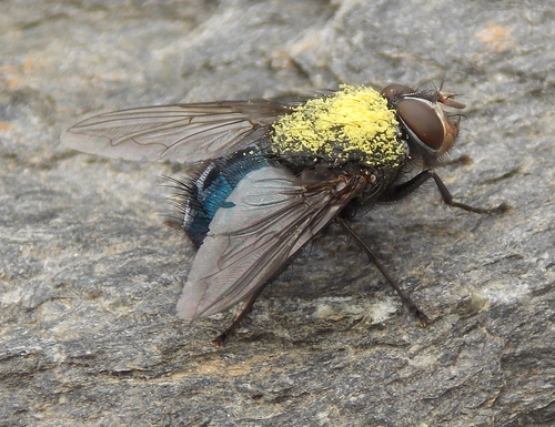 Blue Blowfly