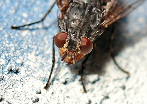 Blue Blowfly