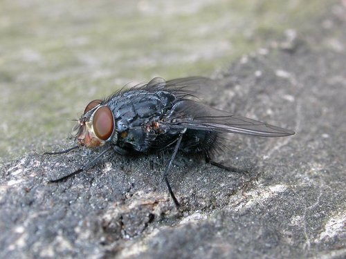 Blue Blowfly