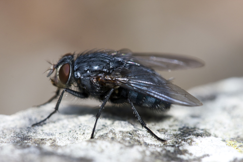 Blue Blowfly