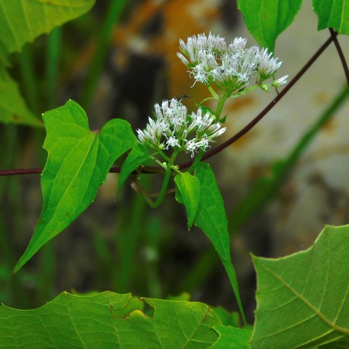 climbing hempvine