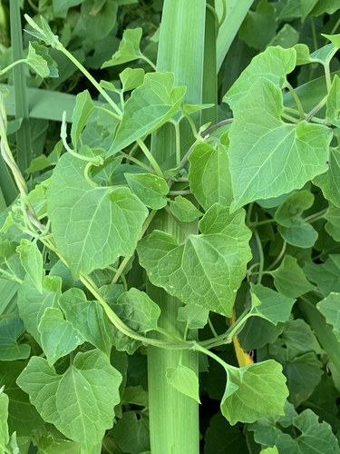 climbing hempvine