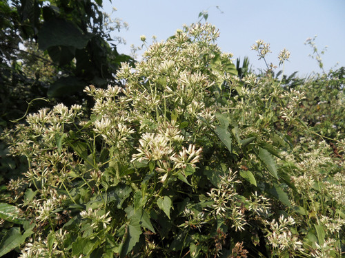 climbing hempvine