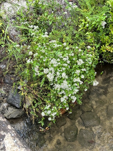 climbing hempvine