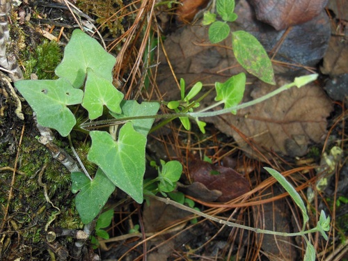 climbing hempvine