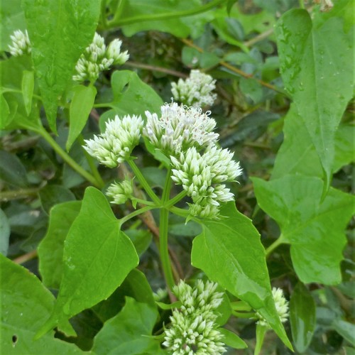 climbing hempvine