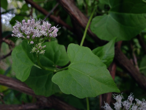 climbing hempvine