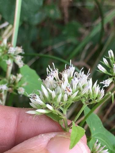 climbing hempvine