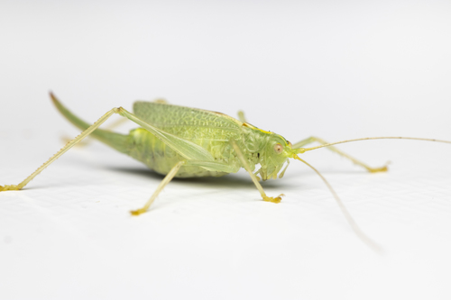 Oak Bush-cricket