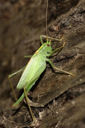 Oak Bush-cricket