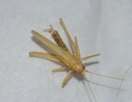 Oak Bush-cricket