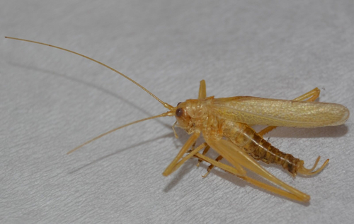 Oak Bush-cricket