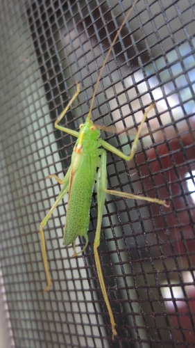Oak Bush-cricket