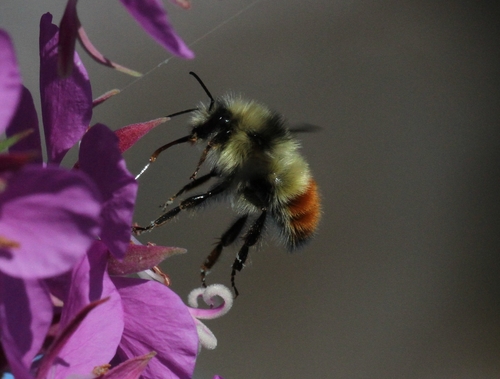 Yellow-fronted Bumble Bee