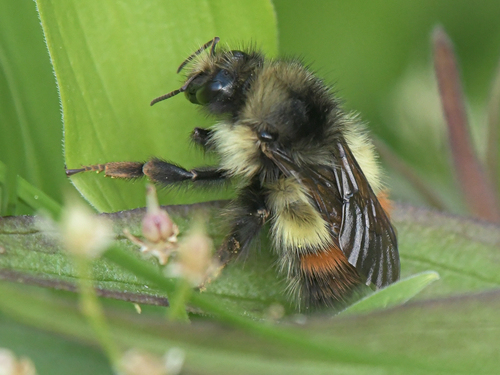 Yellow-fronted Bumble Bee