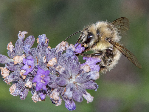 Yellow-fronted Bumble Bee