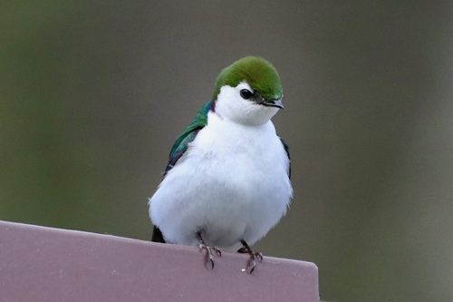 Violet-green Swallow