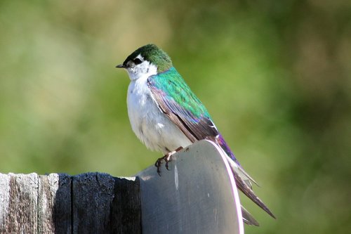 Violet-green Swallow