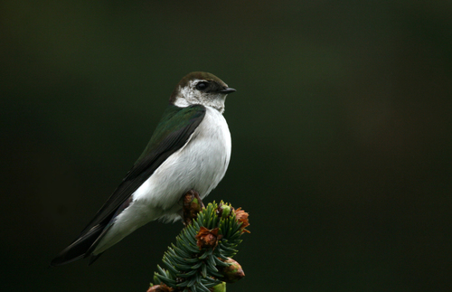 Violet-green Swallow