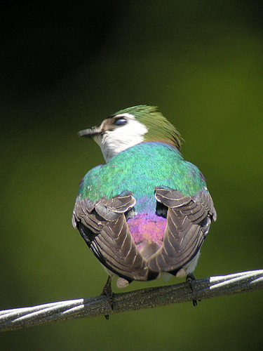 Violet-green Swallow