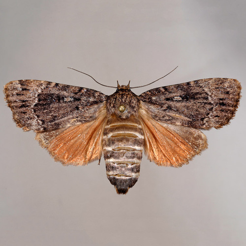 American Copper Underwing