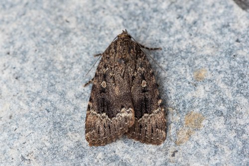 American Copper Underwing