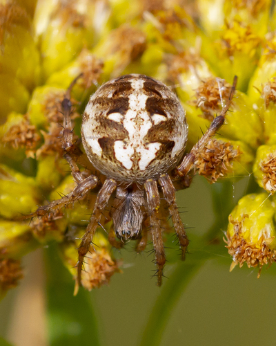 Arabesque Orbweaver