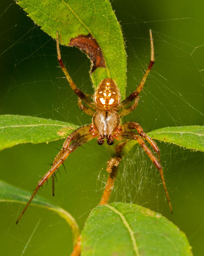 Arabesque Orbweaver
