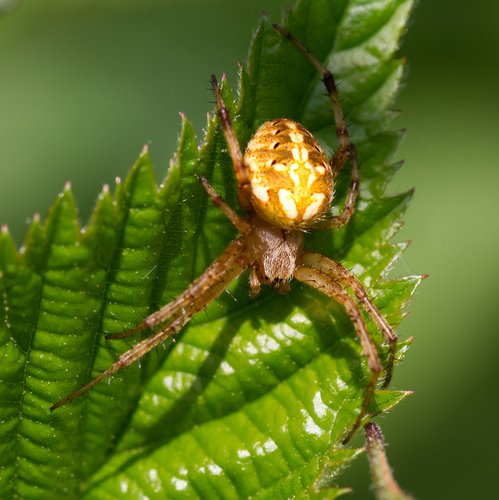 Arabesque Orbweaver