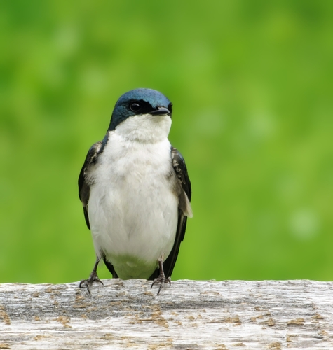Tree Swallow