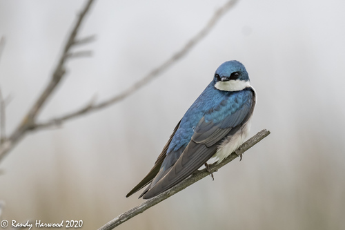 Tree Swallow