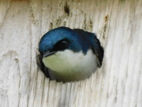 Tree Swallow