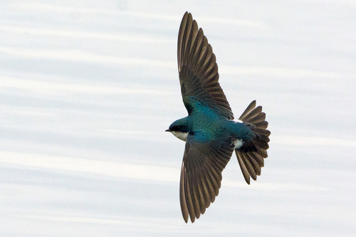 Tree Swallow